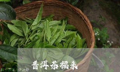 普洱茶福来/2023081706069