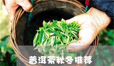 普洱茶秋冬推荐/2023121747369