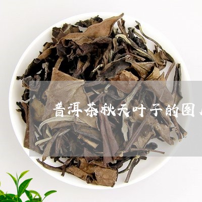 普洱茶秋天叶子的图片/2023080238371