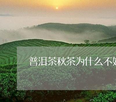 普洱茶秋茶为什么不好/2023080304049