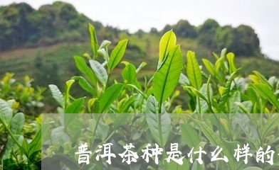 普洱茶种是什么样的茶类/2023102440482