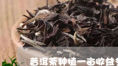 普洱茶种植一亩收益多少/2023081732626