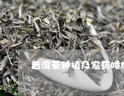 普洱茶种植及农药喷施/2023061406169