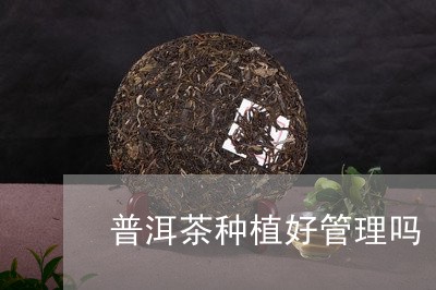 普洱茶种植好管理吗/2023120543726