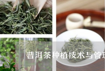 普洱茶种植技术与管理/2023092503926