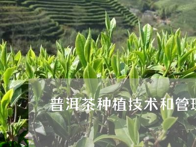 普洱茶种植技术和管理/2023092527294