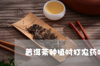 普洱茶种植时打农药吗/2023092557271