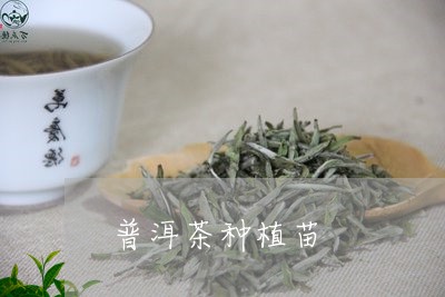 普洱茶种植苗/2023081816058