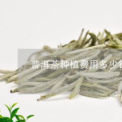 普洱茶种植费用多少钱一亩/2023110718250