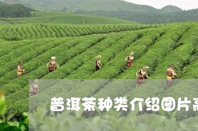 普洱茶种类介绍图片高清/2023120730392