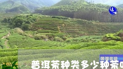 普洱茶种类多少种茶叶/2023121797251