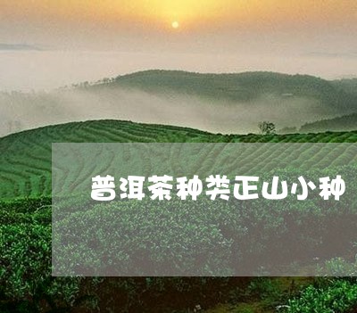 普洱茶种类正山小种/2023100514927