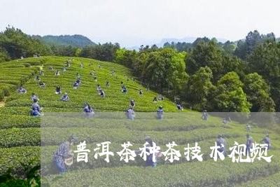 普洱茶种茶技术视频/2023070955082