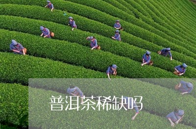 普洱茶稀缺吗/2023042838365