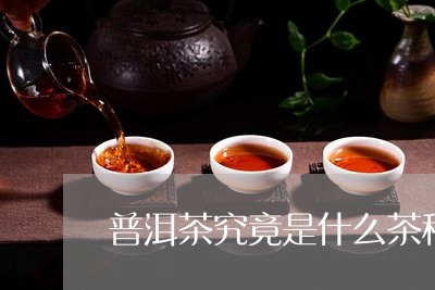 普洱茶究竟是什么茶种图片/2023110211795