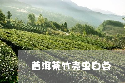 普洱茶竹壳虫白点/2023080160592