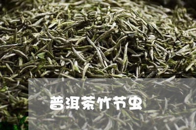 普洱茶竹节虫/2023081840593