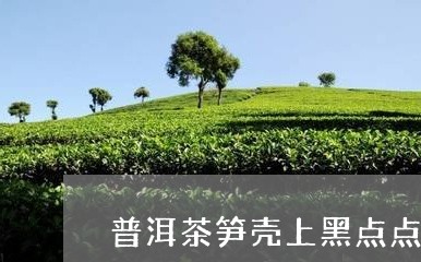 普洱茶笋壳上黑点点是什么原因/2023110435364