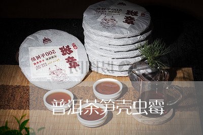 普洱茶笋壳虫霉/2023091435268