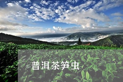 普洱茶笋虫/2023090651692