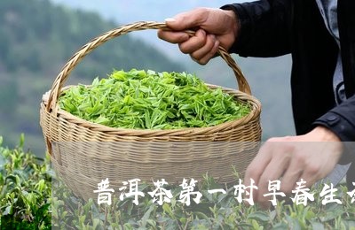 普洱茶第一村早春生茶/2023061911805