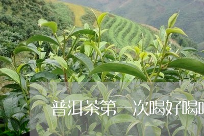 普洱茶第一次喝好喝吗/2023092596169