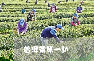 普洱茶第一趴/2023042552512