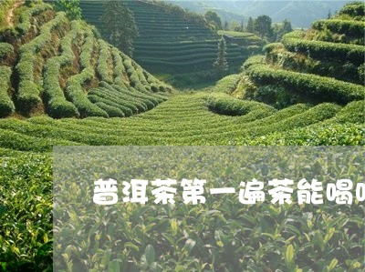 普洱茶第一遍茶能喝吗/2023092793259