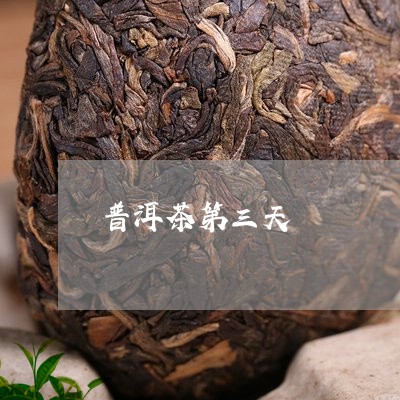 普洱茶第三天/2023042911050