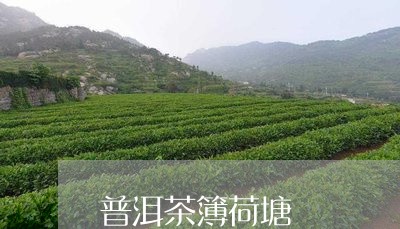 普洱茶簿荷塘/2023042717113