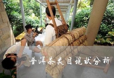 普洱茶类目现状分析/2023120551614