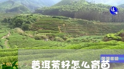 普洱茶籽怎么育苗/2023112649683