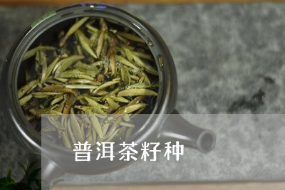 普洱茶籽种/2023090544352