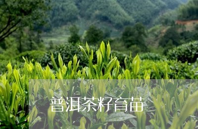 普洱茶籽育苗/2023042610535