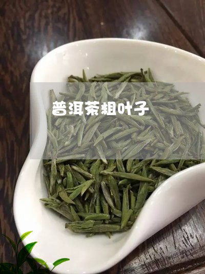 普洱茶粗叶子/2023042768399