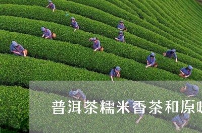 普洱茶糯米香茶和原味/2023062141603