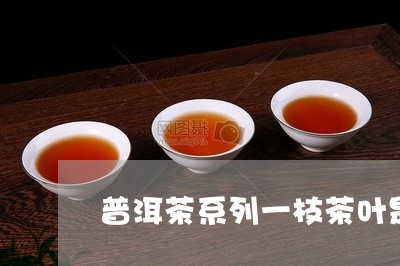 普洱茶系列一枝茶叶是什么茶/2023052858372