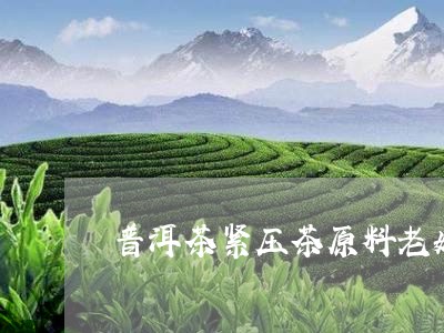 普洱茶紧压茶原料老嫩/2023062393138