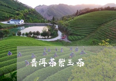 普洱茶紫玉茶/2023042884128