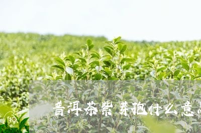 普洱茶紫芽孢什么意思/2023062387171