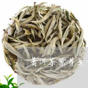 普洱茶紫芽是什么意思/2023092855158