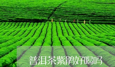 普洱茶紫鹃好喝吗/2023081604248