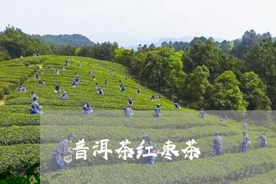 普洱茶红枣茶/2023042758732