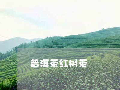 普洱茶红树茶/2023042809951