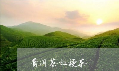 普洱茶红梗茶/2023042841930