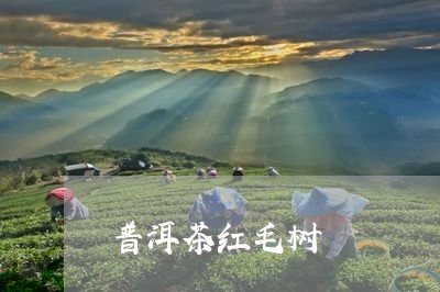 普洱茶红毛树/2023042775181