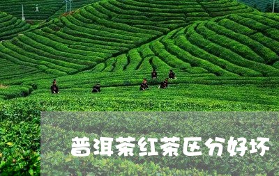 普洱茶红茶区分好坏/2023103180385