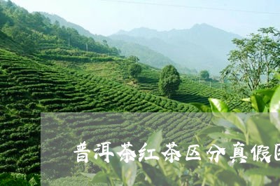 普洱茶红茶区分真假图片/2023103161505