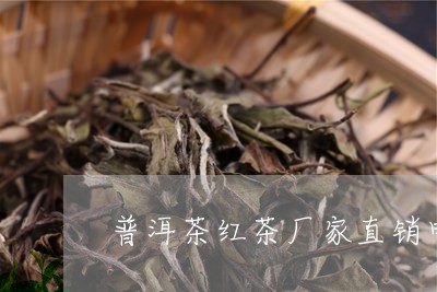 普洱茶红茶厂家直销电话/2023120758463