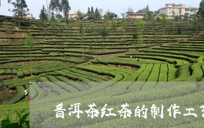 普洱茶红茶的制作工艺/2023062176261